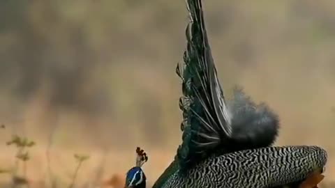 Wildlife in closer view with a natural perspective.