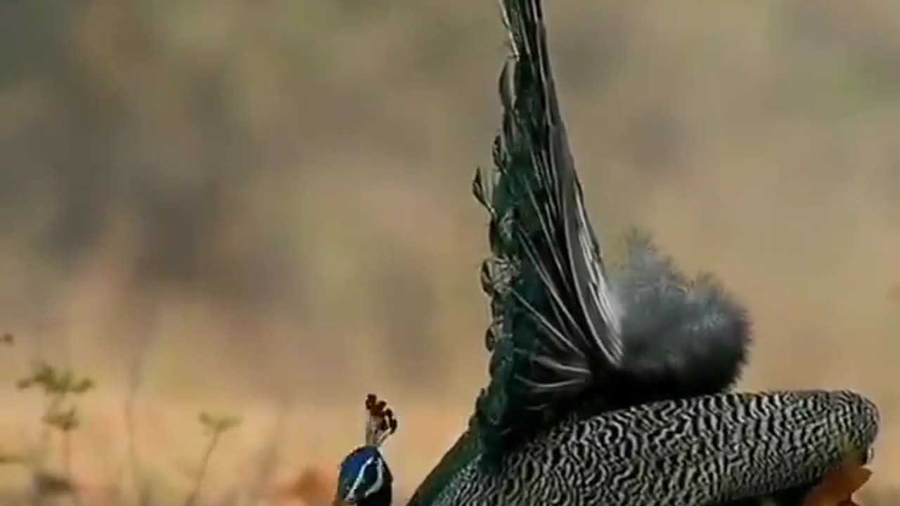 Wildlife in closer view with a natural perspective.
