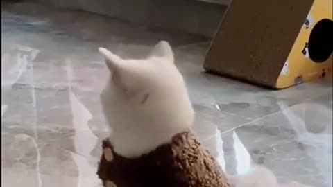 Cute Cat That make feel you better