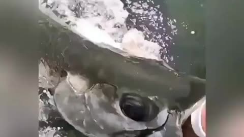 This is a beautiful and charming water-dwelling species