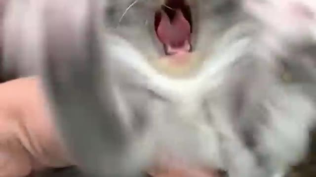 Funny cat video short