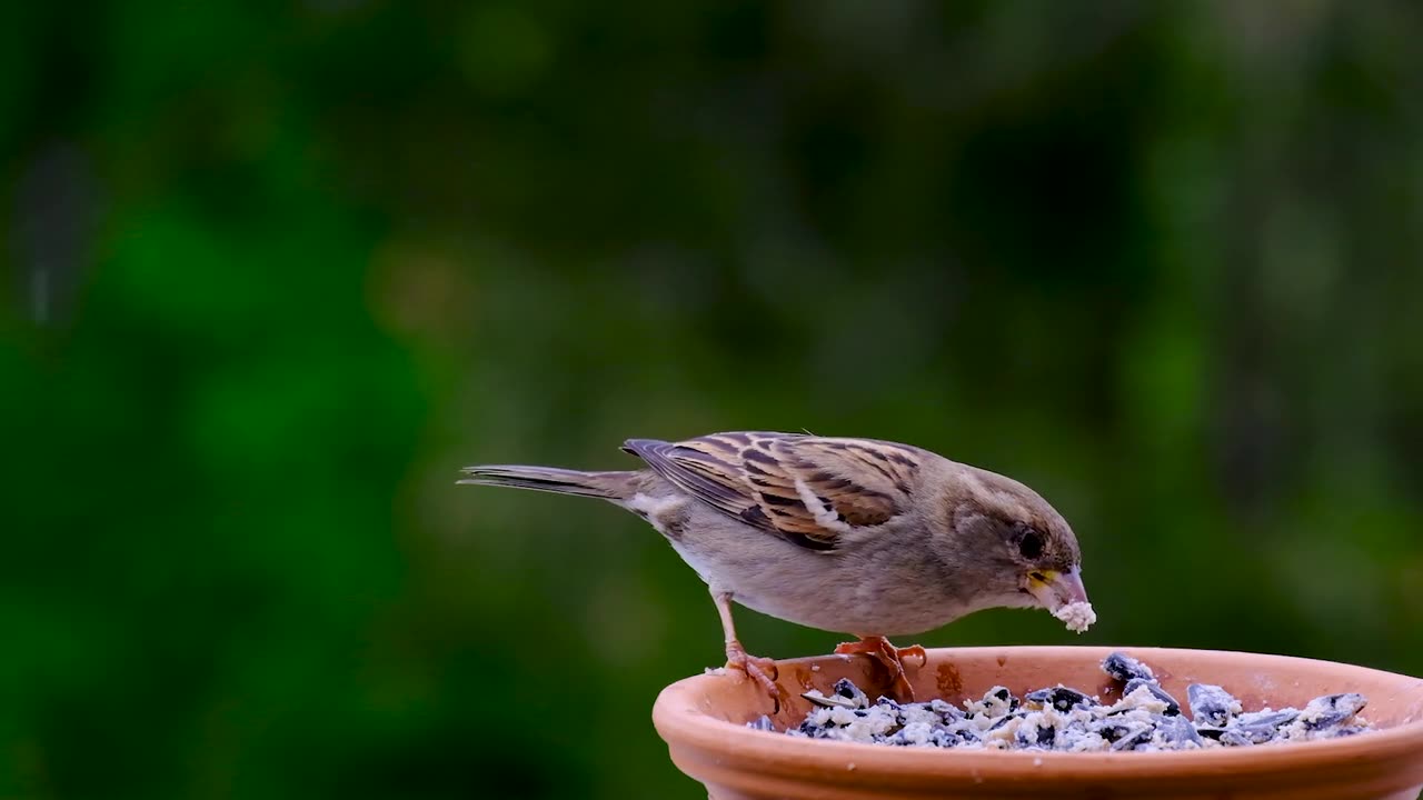 Sparrow