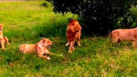 Lions