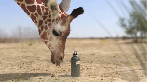 Elephant vs Giraffe Water Fight