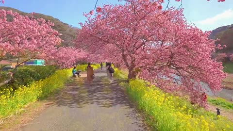 "Love is cherry blossoms all over the mountain