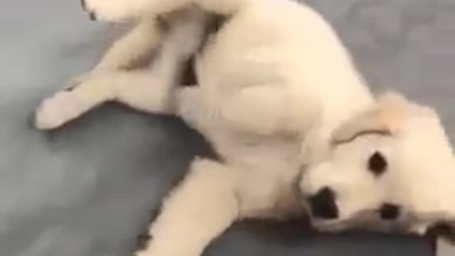 LOOK AT THIS HILARIOUS DOG