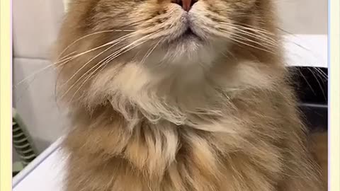 Pussy cat funny
