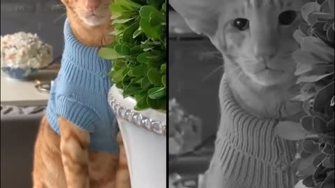 Funny Cats v2