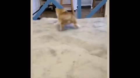 animal video