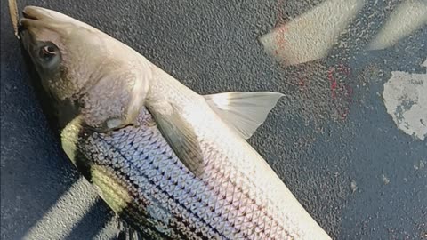 Striped bass