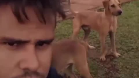 Cate and dog good videos