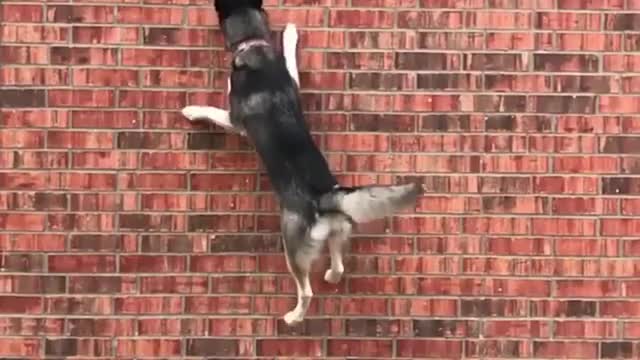 a dog will leap over a wall in desperation.