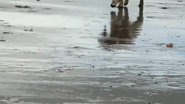 Dog Plays Fetch With Ball and Runs Around on Beach Alongside Their Owner
