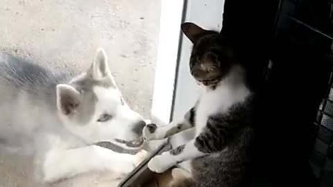 cat and dog rescue🙀 🐕