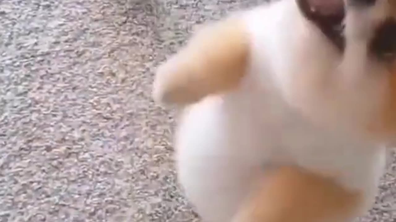 Funny fails..........