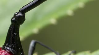 Outrageous Weevils With Giraffe Necks #weevilwednesday #insects