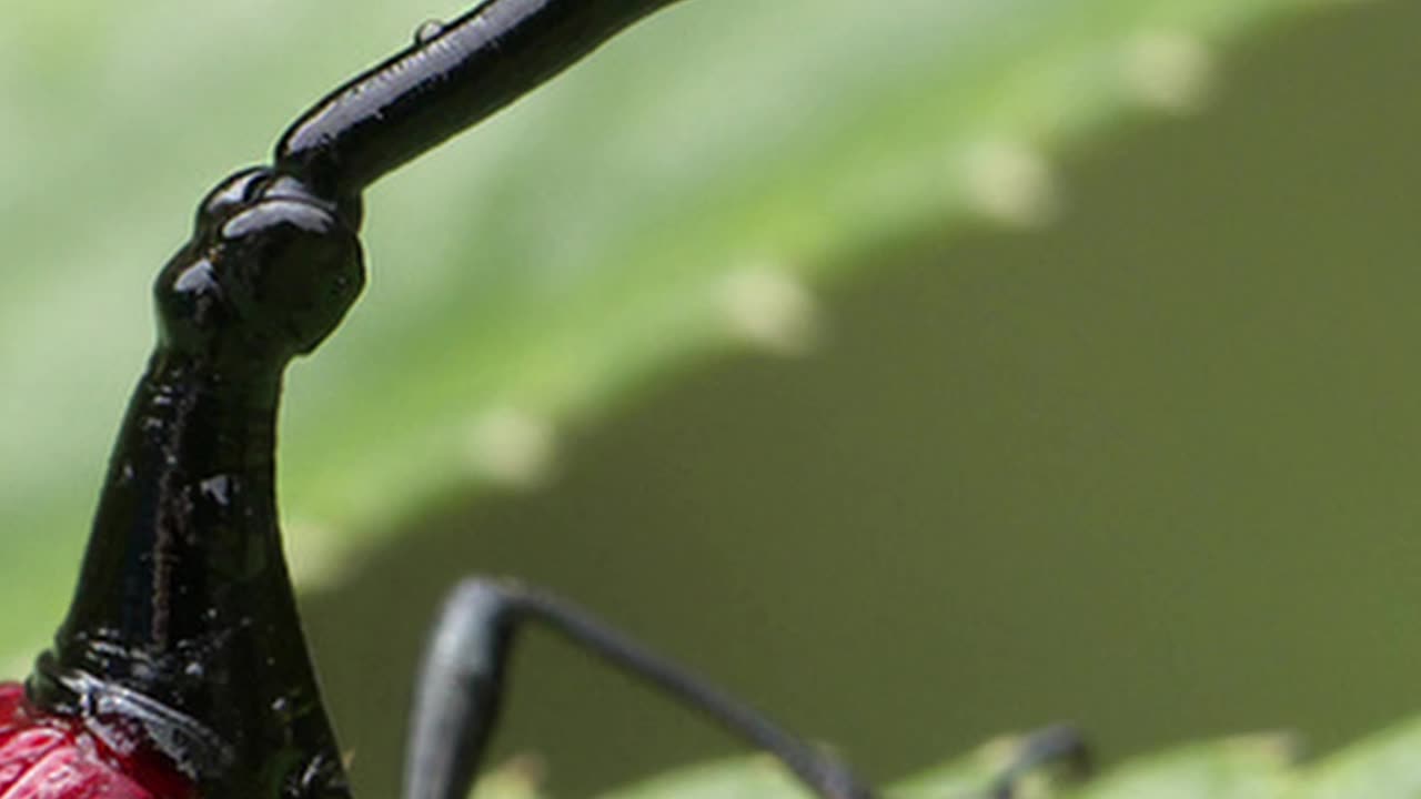 Outrageous Weevils With Giraffe Necks #weevilwednesday #insects