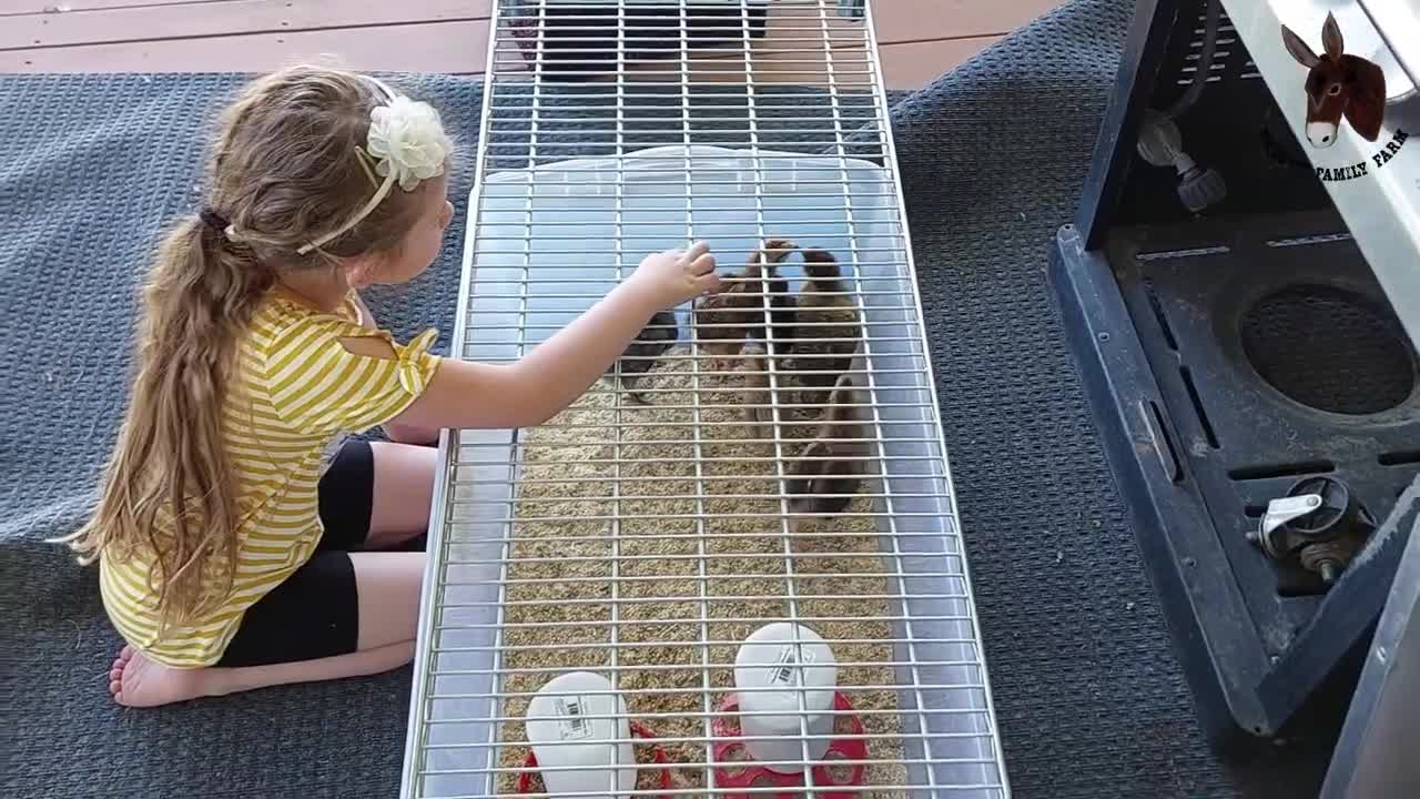 Baby Chicks Outside for the First Time!