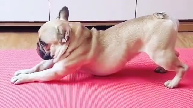 Dog yoga video fanny and cute dog video check now😂