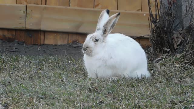 Arctic Hare