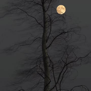 Moonlit Night in the Forest provides perfect relief from day-to-day Hectic Life