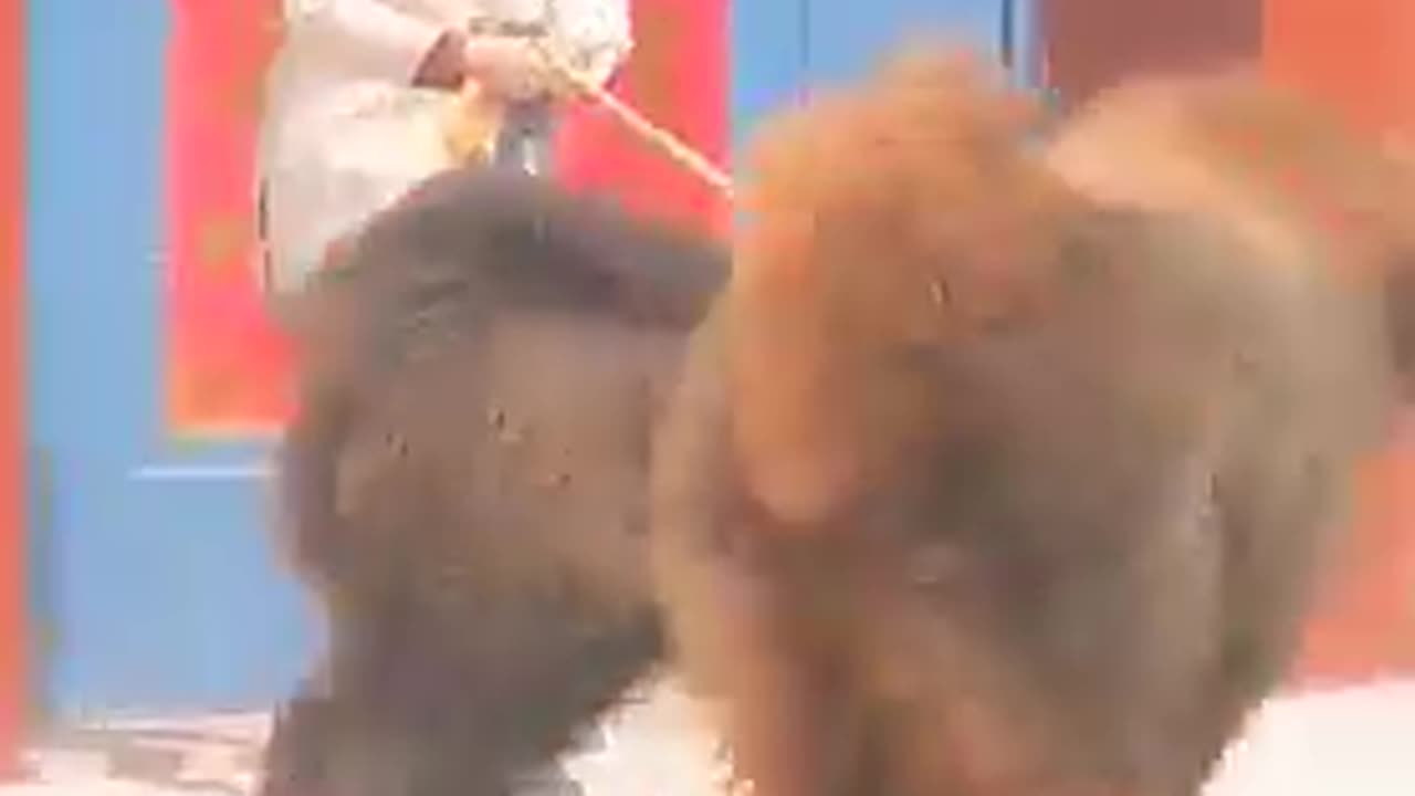 cute and Funny Animals