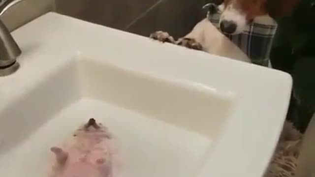 The hedgehog likes to take a bath