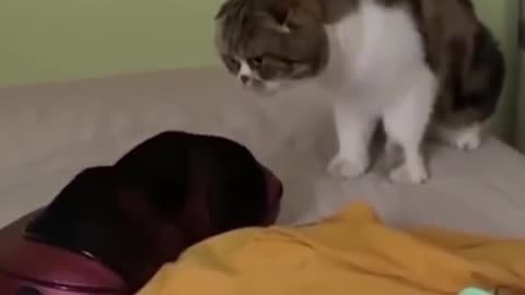 Cat funny shocking video