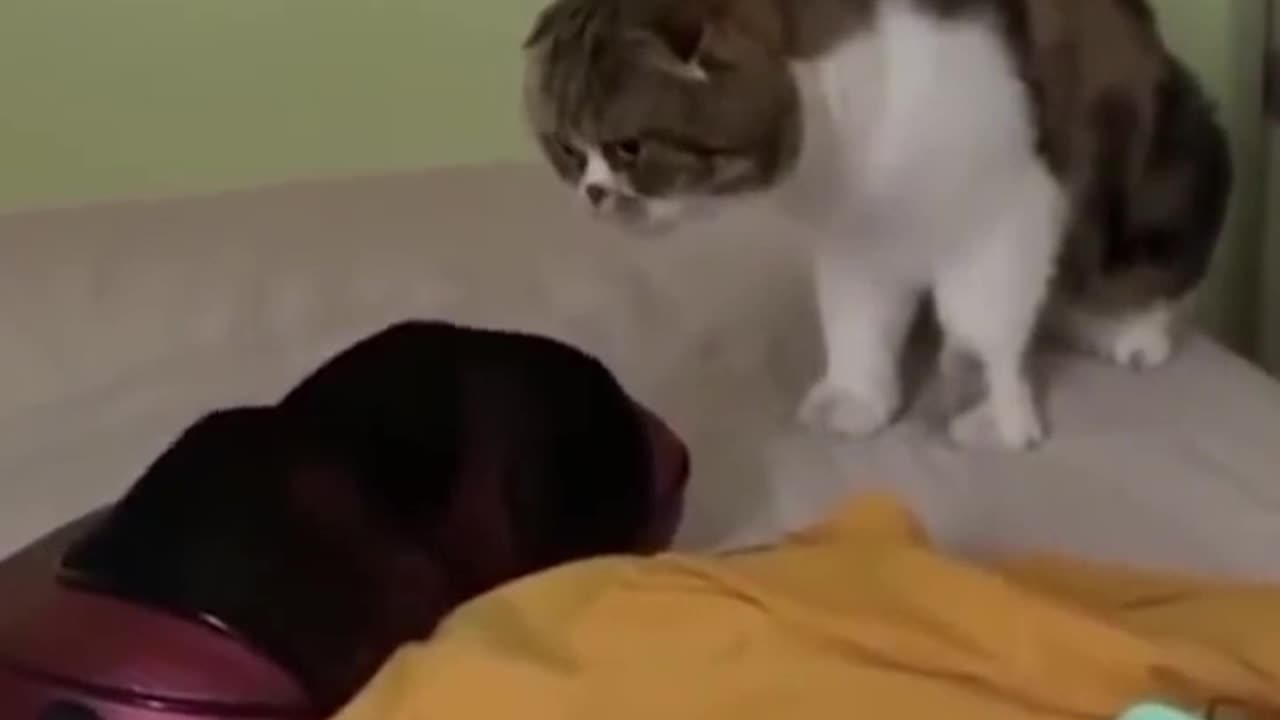 Cat funny shocking video