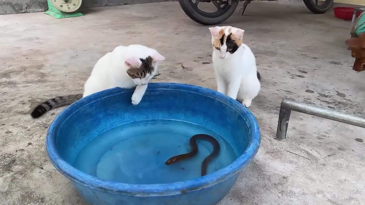 Funny cat video