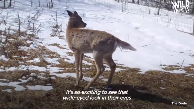 Animals That Asked People for Help 3