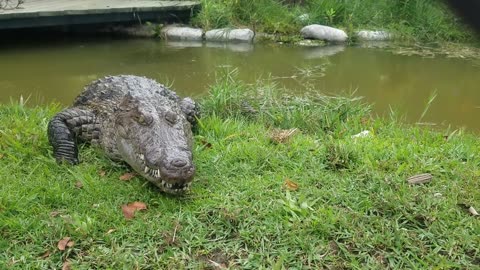 Crocodile Comes When Called