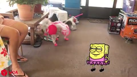 Funny Animal Videos 2023-Funniest Dogs and Cats Videos Spongebob In Real Life | Woa Doodles