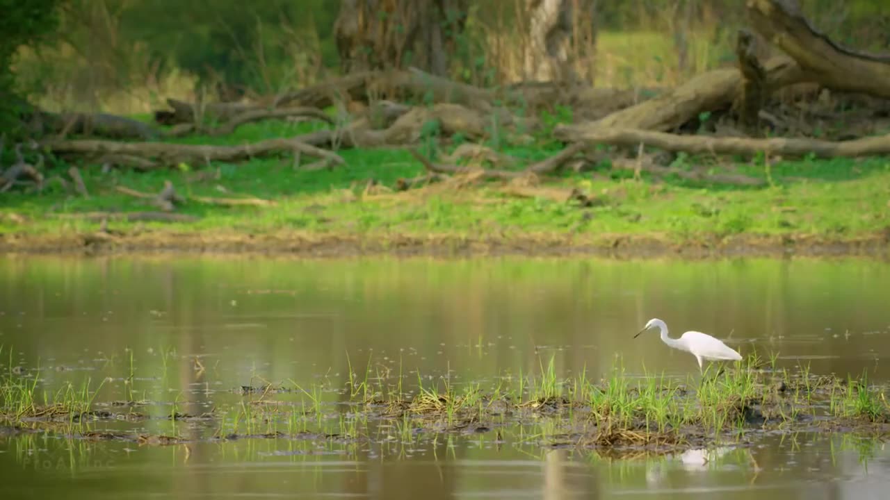 African Wildlife Documentary National Jungle Music relaxing