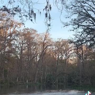 Florida Monkeys crossing a River