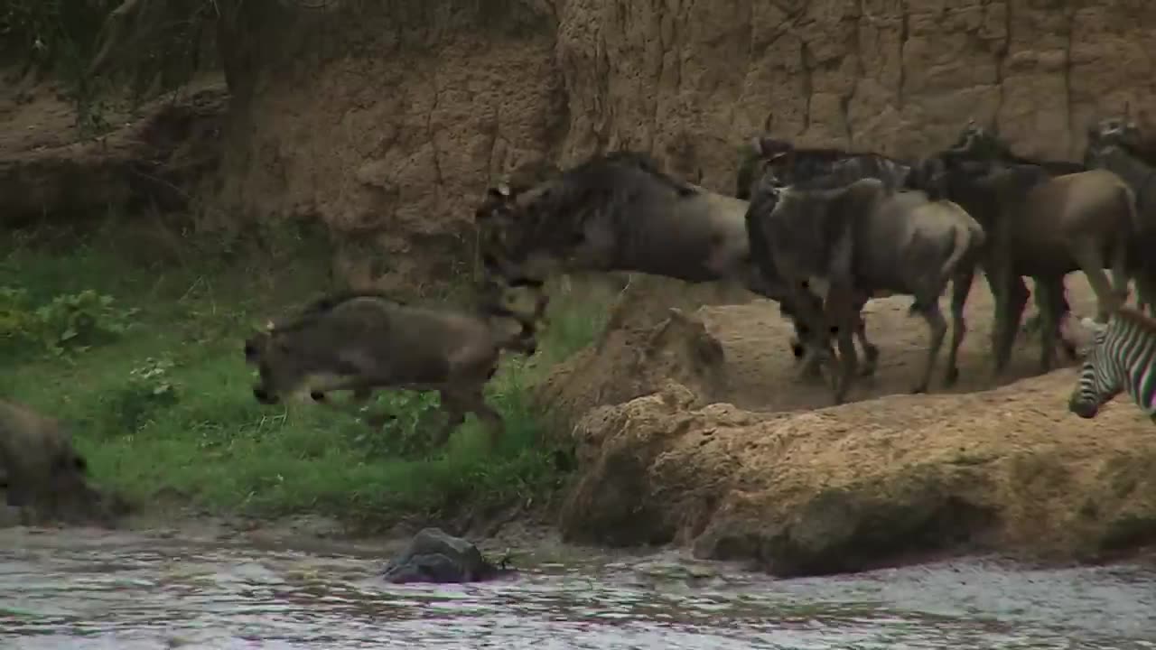 Masaai mara. Kenya