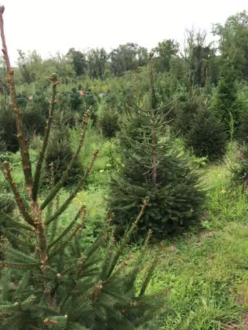 Evergreens at Highland Hill Farm near Philadelphia call 215 651 8329
