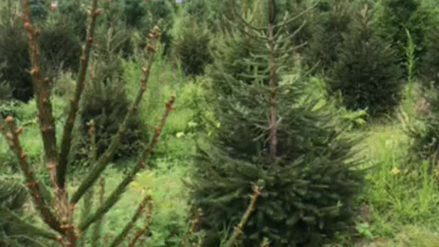 Evergreens at Highland Hill Farm near Philadelphia call 215 651 8329