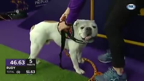 Watch Rudy the bulldog crush in WKC Fox sports.