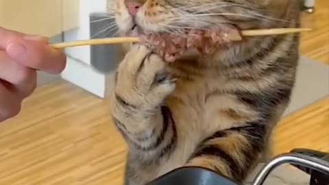 Cat 🍼eat 😅 food so funny 😆 video 😂