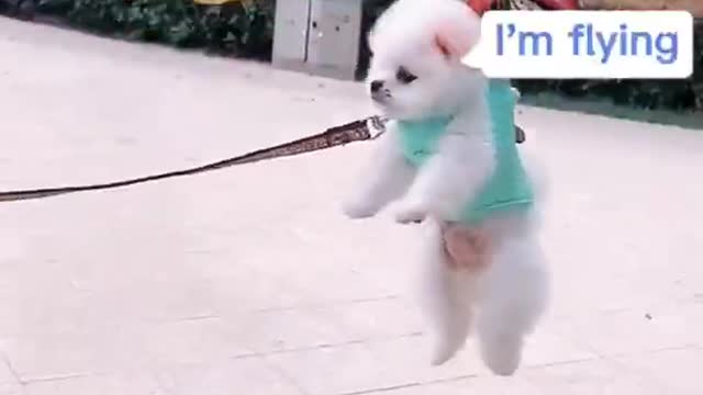 Cute and funny Pomeranian puppy || Dogs & Puppy Lover