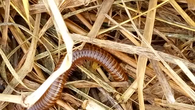 The Heart Of A Millipede