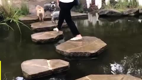 🐕 dogs funny moments