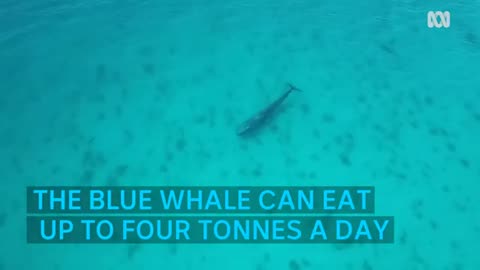 Marine scientists measure the heart rate of the blue whale and it's astonishinglylow