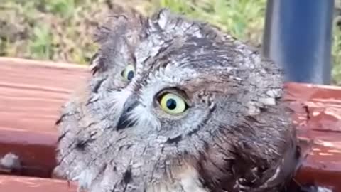 Baby owl.