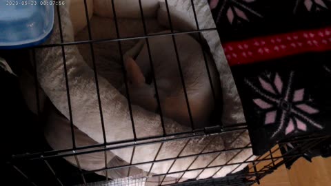 Gus the Bullhuahua
