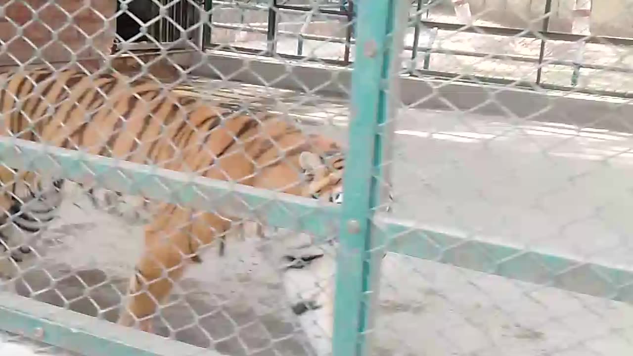 Hungry tiger in zoo Very excited see this reel