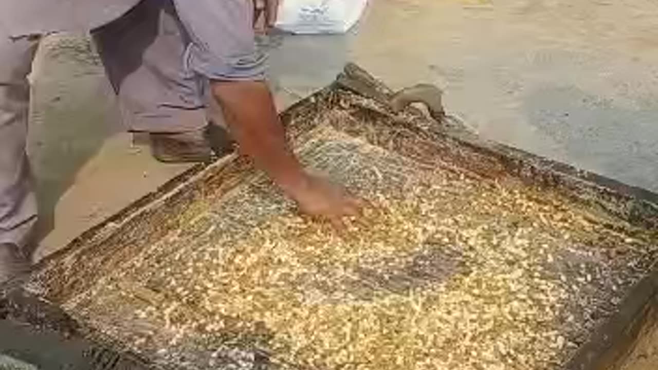 How to Make Gur | Desi method of making Gurr گڑ