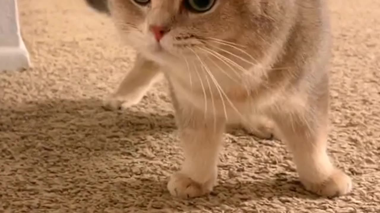 Cute kitten