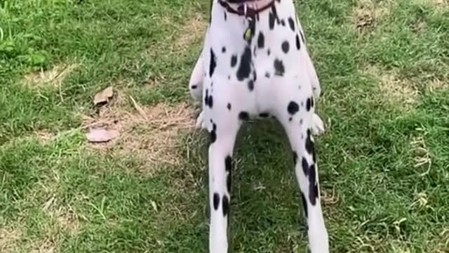 Sweetest shelter dog kept getting returned because he's deaf # bekind # dogs